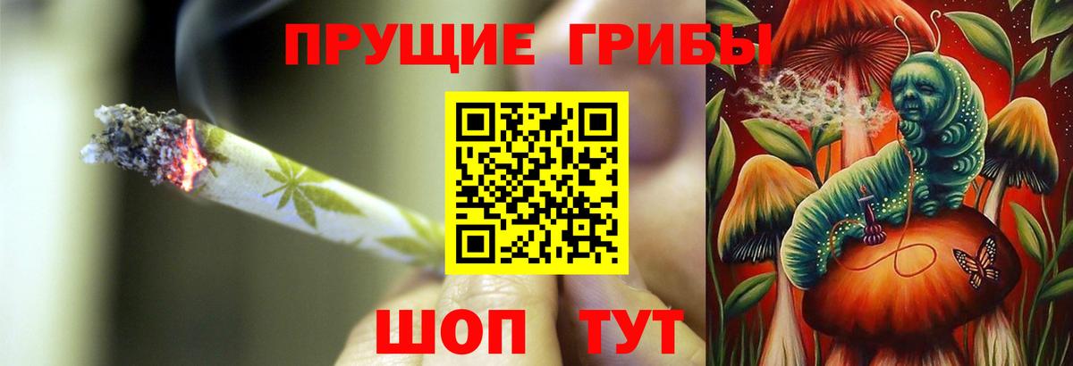 Псилоцибиновые грибы Psilocybine cubensis Сосновый Бор